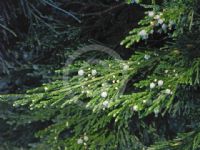 Juniperus chinensis Spartan