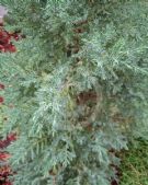 Juniperus chinensis Stricta