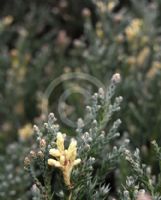 Juniperus chinensis Variegata