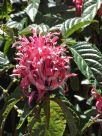 Justicia carnea