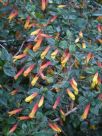 Justicia floribunda