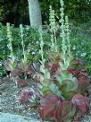 Kalanchoe luciae