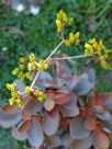 Kalanchoe orgyalis