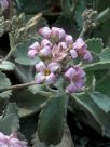 Kalanchoe pumila