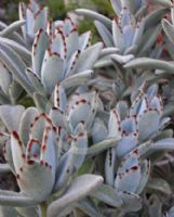 Kalanchoe tomentosa