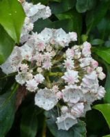 Kalmia latifolia