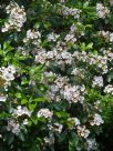 Kalmia latifolia