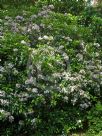 Kalmia latifolia