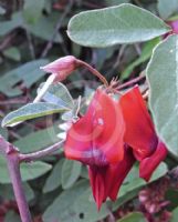 Kennedia rubicunda