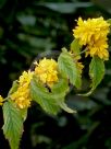 Kerria japonica Pleniflora