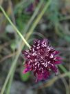 Knautia macedonica