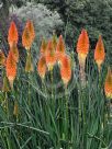 Kniphofia uvaria