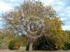 Koelreuteria paniculata