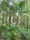 Laccospadix australasica