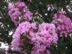 Lagerstroemia indica