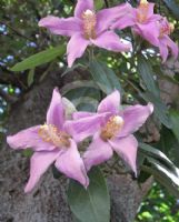 Lagunaria patersonia