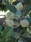 Lagunaria patersonia