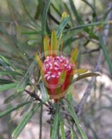 Lambertia formosa