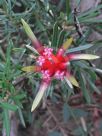 Lambertia formosa