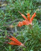 Lambertia inermis