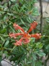 Lambertia inermis