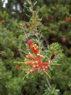 Lambertia inermis