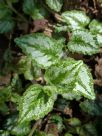 Lamium galeobdolon