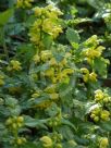 Lamium galeobdolon