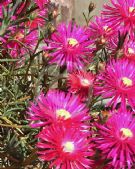 Lampranthus spectabilis