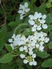 Lantana montevidensis