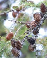 Larix sibirica