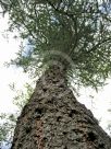 Larix sibirica