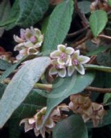 Lasiopetalum macrophyllum