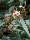 Lasiopetalum macrophyllum