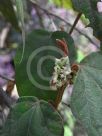 Lasiopetalum macrophyllum