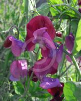 Lathyrus odoratus