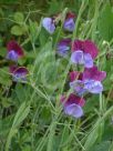 Lathyrus odoratus