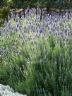 Lavandula dentata