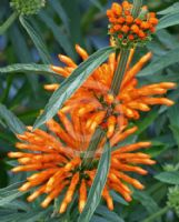 Leonotis leonurus