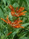 Leonotis leonurus