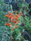 Leonotis leonurus