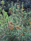 Leonotis leonurus