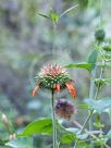 Leonotis ocymifolia raineriana