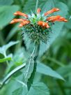 Leonotis ocymifolia raineriana