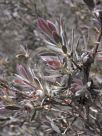 Leptospermum lanigerum