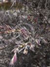 Leptospermum lanigerum