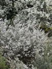 Leptospermum lanigerum