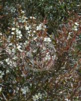 Leptospermum morrisonii Copper Glow