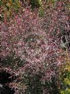 Leptospermum morrisonii Copper Glow