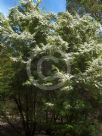 Leptospermum polygalifolium polygalifolium